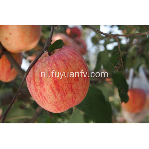 Ronde verse goedkope Qinguan-appel